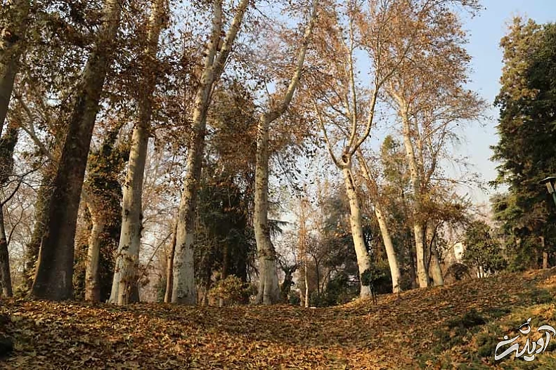 طبیعت زیبا و درختان بلند باغ نیاوران در پاییز